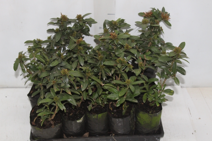 <h4>IXORA MINI VERMELHO SAQ 30</h4>