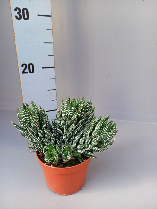 <h4>Haworthia   ...</h4>