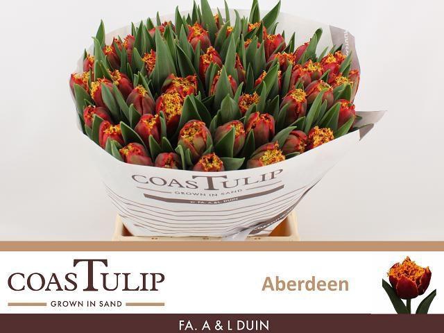 <h4>TU FR ABERDEEN</h4>