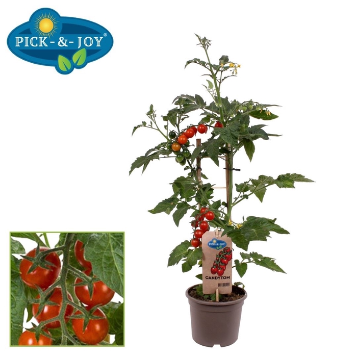 <h4>Solanum lycopersicum   ...</h4>
