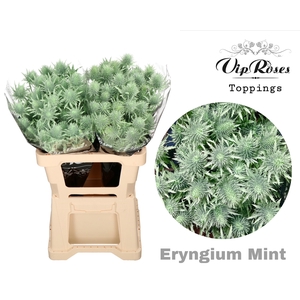 Eryngium Supernova Mint 60cm