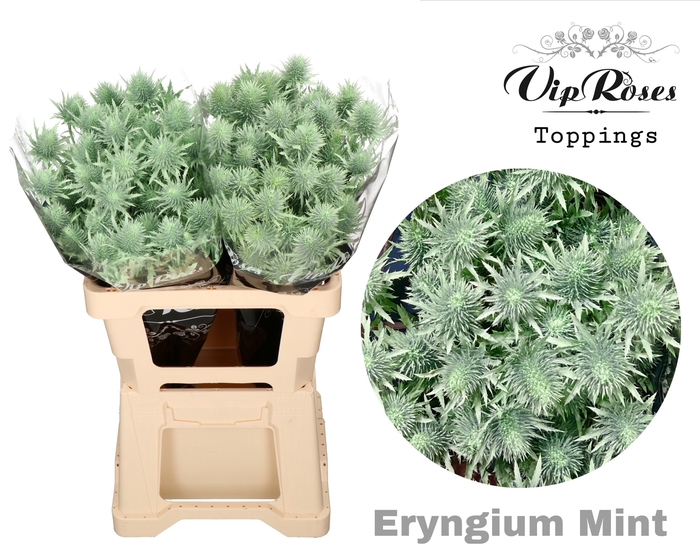 ERYNGIUM SUPERNOVA MINT 60cm