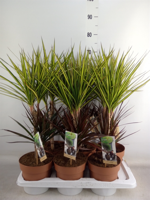 <h4>Dracaena   ...mix</h4>