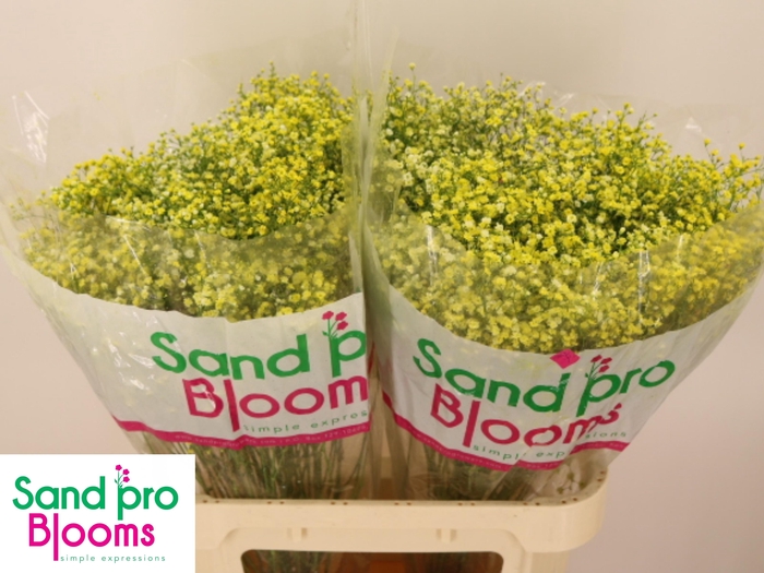 <h4>Gyps Klb Geel</h4>