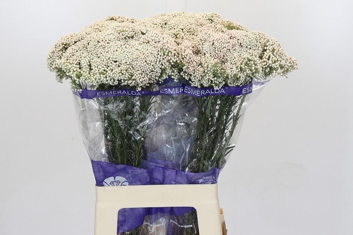 <h4>OZOTH COOKS SNOW WHI</h4>