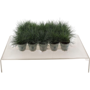 Fest Gl Compact Blue