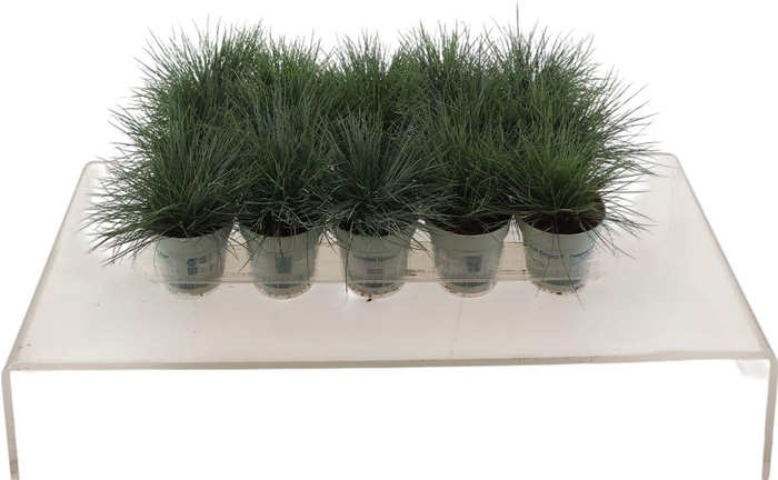 <h4>Fest Gl Compact Blue</h4>