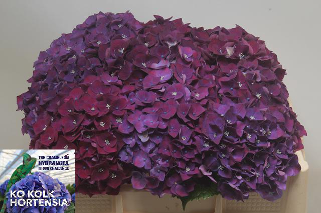 <h4>Hydrangea my mon amour purle</h4>