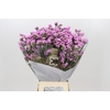 Limonium Sinuatum Fantasia Wings