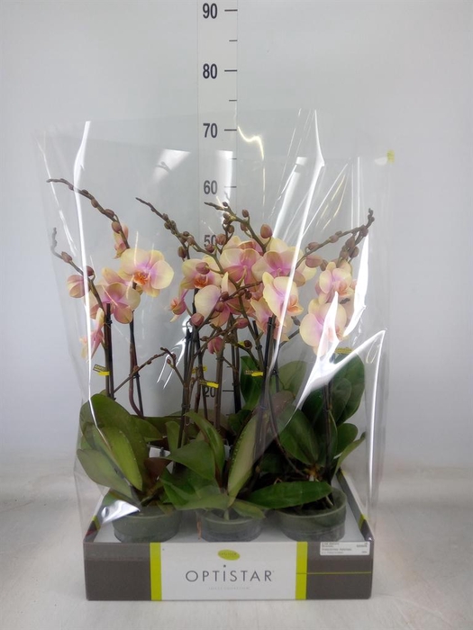 <h4>Phalaenopsis   ...</h4>
