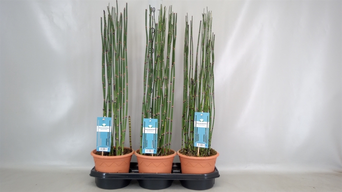 <h4>Equisetum hyemale</h4>