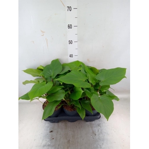 Homalomena rubescens  'Emerald Gem'