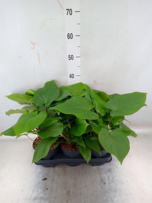 <h4>Homalomena rubescens  'Emerald Gem'</h4>