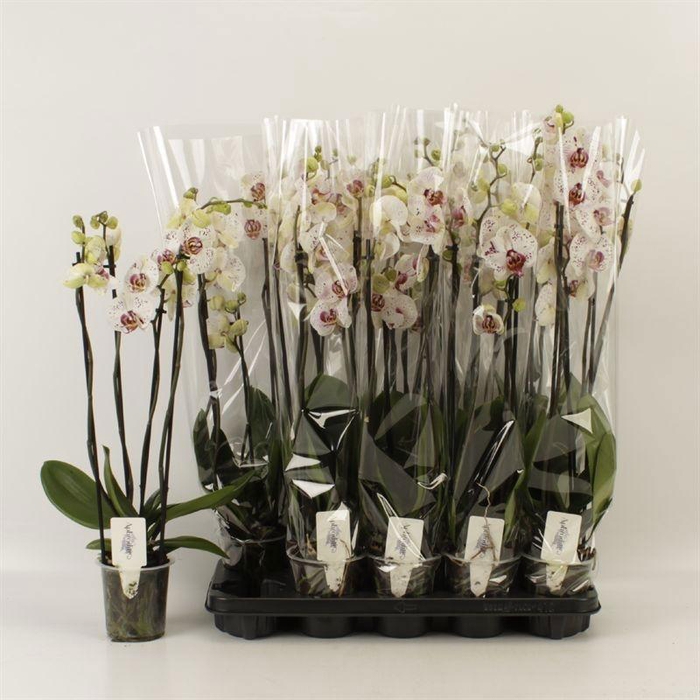<h4>PHAL CALYPSO</h4>