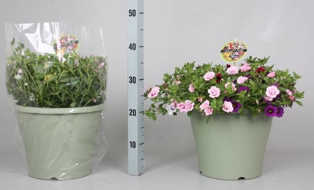 <h4>CALIB MINIF GEM POT</h4>