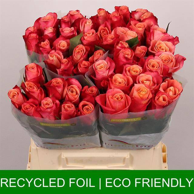 <h4>Rosa large helene</h4>