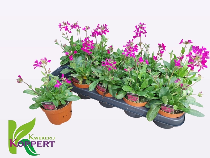 <h4>ARABIS BLEPH</h4>