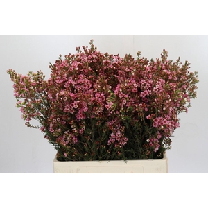 Chamelaucium Sarah's Delight