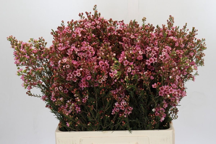 <h4>Chamelaucium Sarah's Delight</h4>