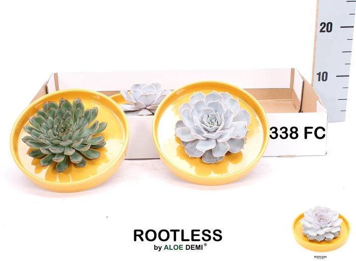 <h4>ARR SUCCULENTEN</h4>