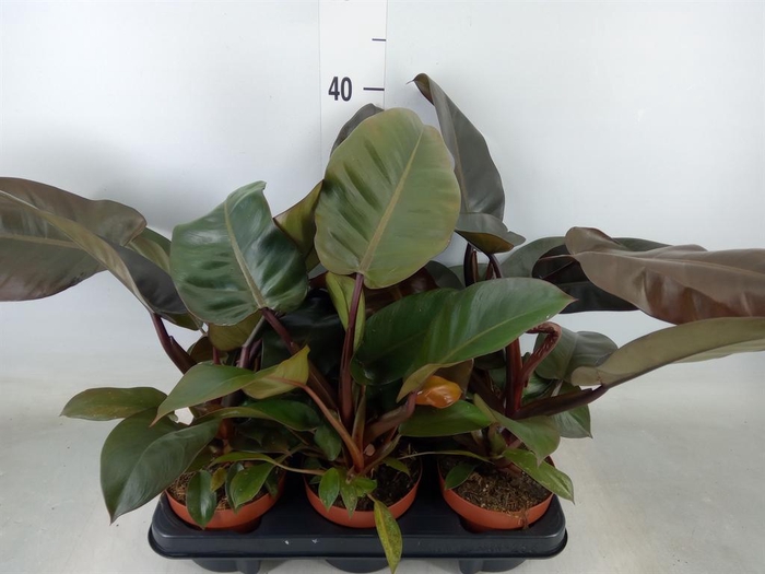 <h4>Philodendron   ...</h4>