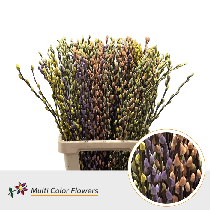 <h4>Salix Snowflake Easter Mix</h4>