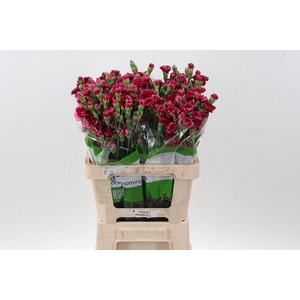 Di Tr Royal Tessino  x20