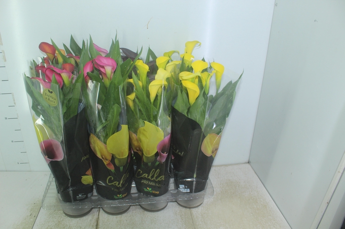 <h4>CALLA COLORIDA P14 PREMIUM</h4>