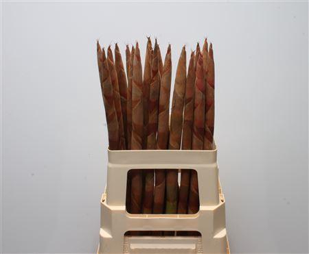 <h4>Pokers</h4>