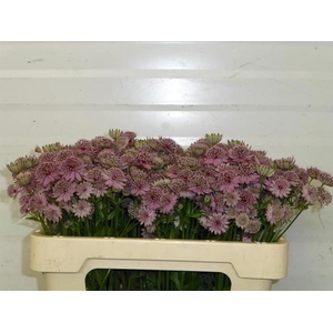 ASTRANTIA ROSA LEE