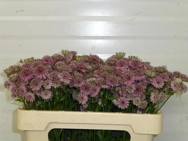 <h4>ASTRANTIA ROSA LEE</h4>