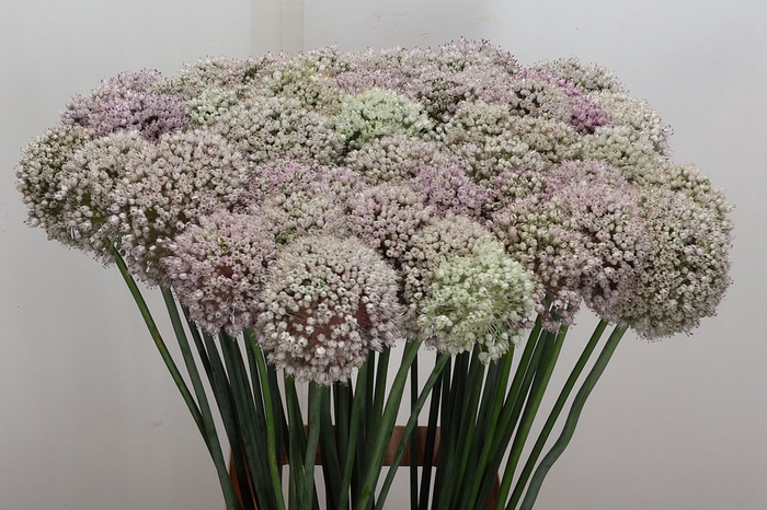 <h4>Allium Kenton</h4>