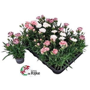 Dianthus gemengd