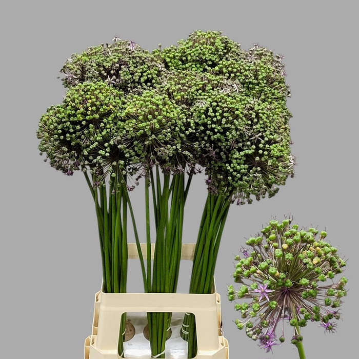 <h4>ALLIUM GLADIATOR</h4>