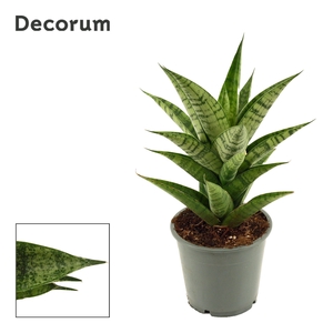 Sansevieria Brilliant crown 12 cm (Decorum)