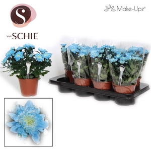 Ch Grandezza Make-Upz® UNO Blue