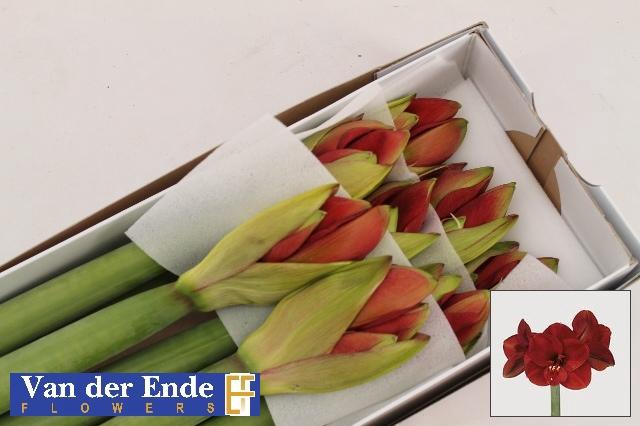 <h4>Hipp Ga Ferrari</h4>