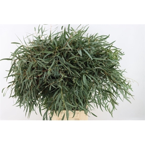 Euca Nicoly 300gr P Bunch