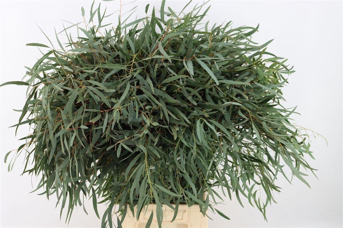 <h4>Euca Nicoly 300gr P Bunch</h4>