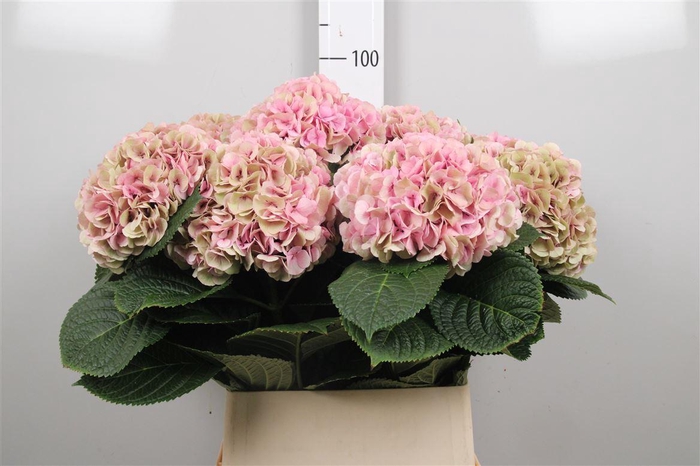 <h4>Hydr Cl M My Vienna</h4>