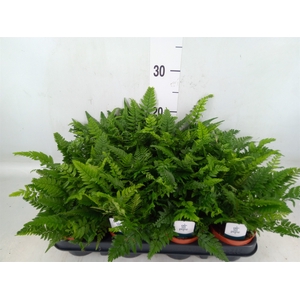 Polystichum tsussimense