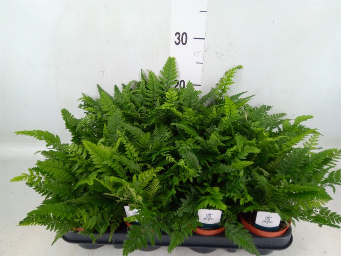 <h4>Polystichum tsussimense</h4>