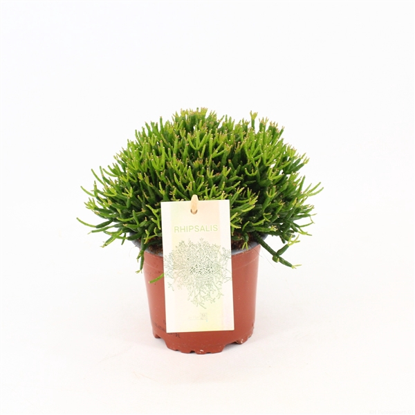 <h4>Rhipsalis hatiora</h4>