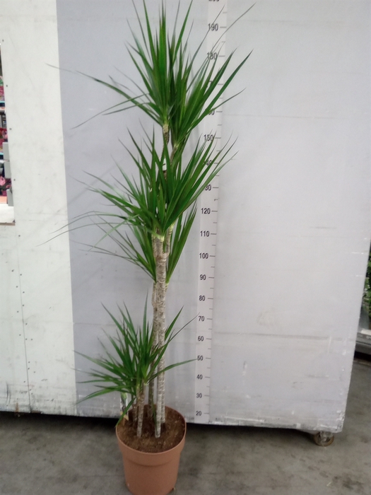 <h4>Dracaena marg.</h4>