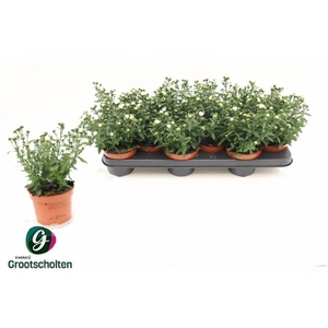 ASTER STARLETTA WHITE