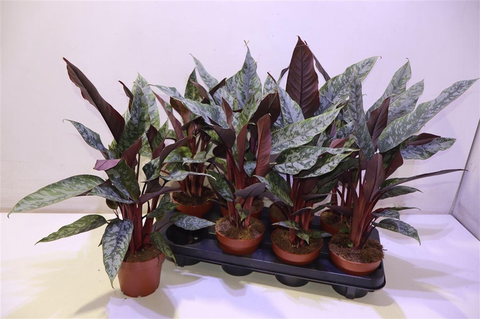 <h4>arr8 Apob Acuminatissima</h4>