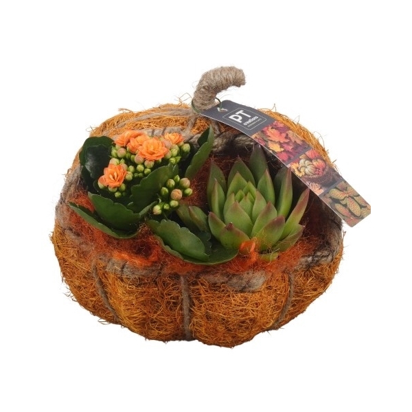 <h4>PTHI5459 Arrangement Herfst Indoor in stro pompoen</h4>