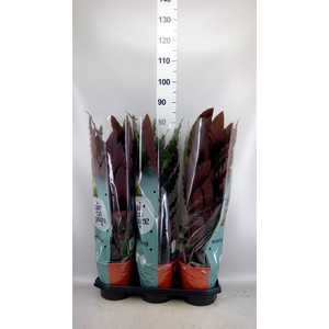 Calathea rufibarba
