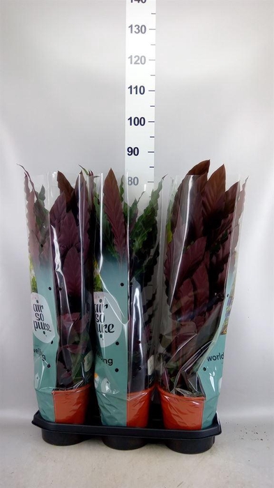 <h4>Calathea rufibarba</h4>