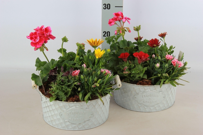 <h4>ARR TUINPLANTEN</h4>